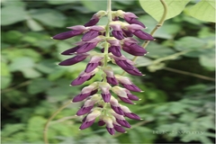 Mucuna pruriens var. pruriens